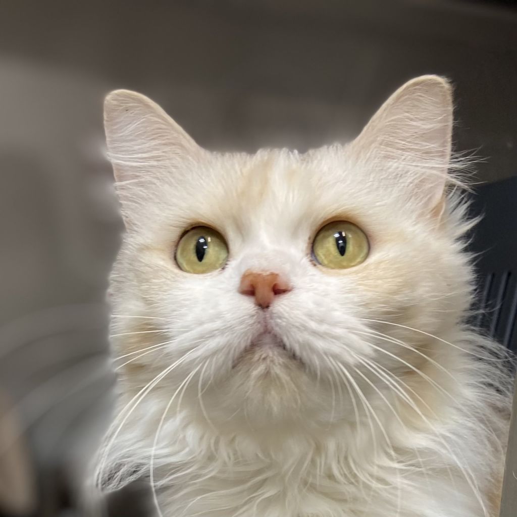 甘えん坊でかわいいお姫様 マンチカン たんたん保護猫レスキュー隊 保護犬 保護猫の里親募集サイトならomusubi お結び 甘えん坊でかわいいお姫様 マンチカン たんたん保護猫レスキュー隊 保護犬 保護猫の里親募集サイトならomusubi お結び