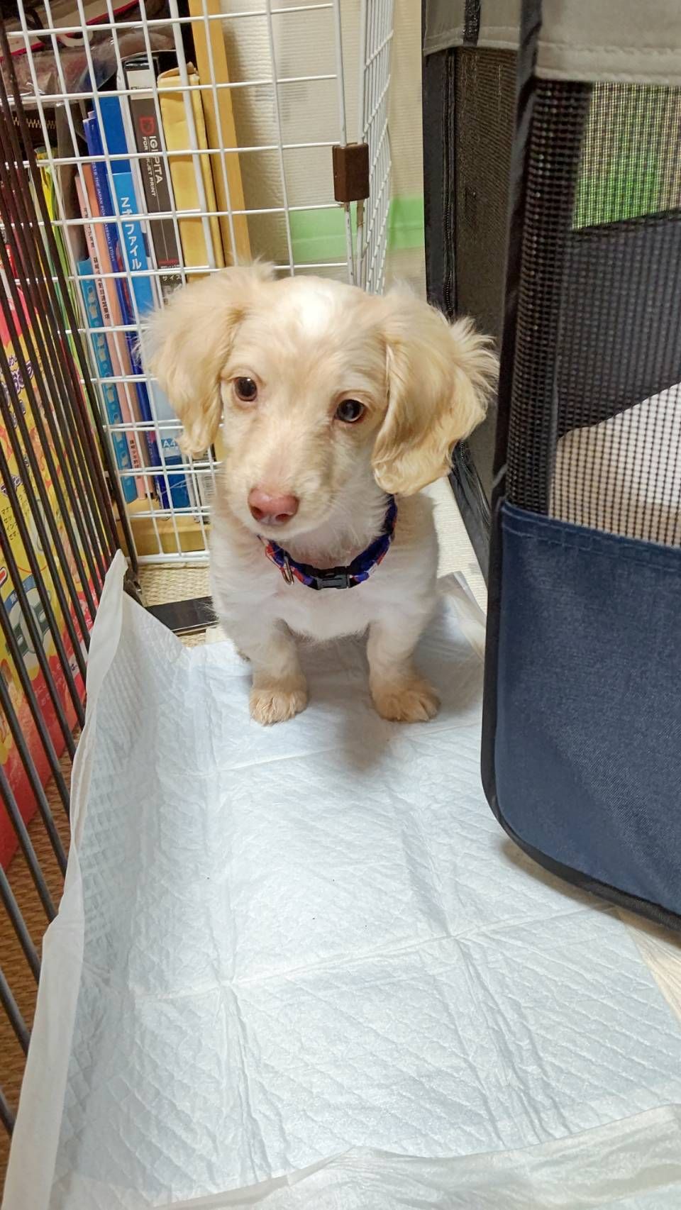 甘えん坊でさみしがり屋のえのきくん 雑種 ミックス犬 特定非営利活動法人アグリドッグレスキュー 保護犬 保護猫の里親募集サイトならomusubi お結び