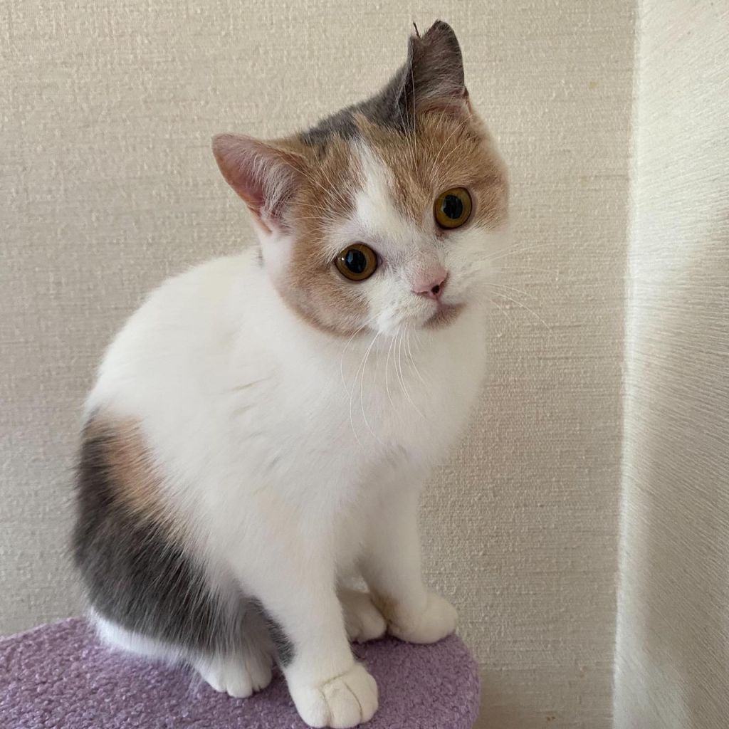 超格安一点 専用ページ スコティッシュフォールドのマールくんと一緒にお出かけスヌード 布スヌード Www Comisariatolosandes Com