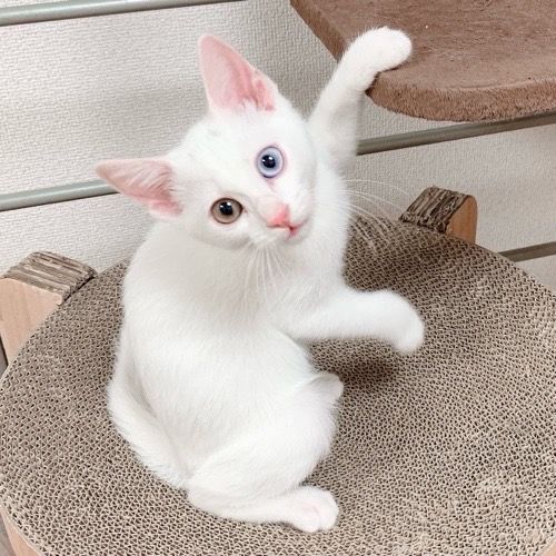ほぼ真っ白でオッドアイ 人馴れもばっちり 雑種 ミックス猫 ミャオ ねこのおうち 保護犬 保護猫の里親 募集サイトならomusubi お結び
