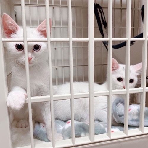 ほぼ真っ白でオッドアイ 人馴れもばっちり 雑種 ミックス猫 ミャオ ねこのおうち 保護犬 保護猫の里親 募集サイトならomusubi お結び
