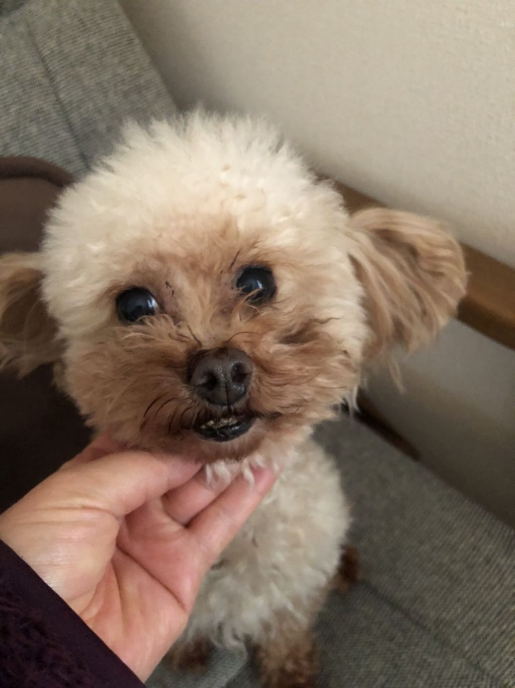 https://s3-ap-northeast-1.amazonaws.com/dev.ribbon-s3-jpn/image-pet-11050-20211221162111-0.jpeg