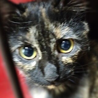 https://s3-ap-northeast-1.amazonaws.com/dev.ribbon-s3-jpn/image-pet-11084-20211226110334-0.jpeg