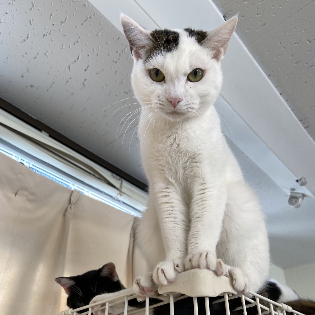 人馴れ修行中 頭のバンタイプがかわいいミルクくん 雑種 ミックス猫 猫かふぇ 和風猫本舗 保護犬 保護猫 の里親募集サイトならomusubi お結び 人馴れ修行中 頭のバンタイプがかわいいミルクくん 雑種 ミックス猫 猫かふぇ 和風猫本舗 保護犬 保護猫 の里親募集サイトならomusubi お結び
