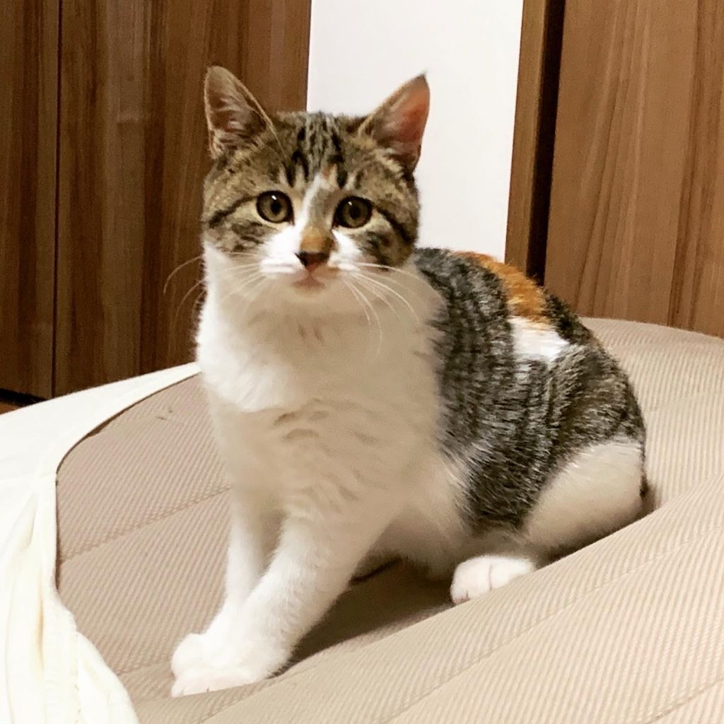 https://s3-ap-northeast-1.amazonaws.com/dev.ribbon-s3-jpn/image-pet-11152-20220103161343-0.jpeg