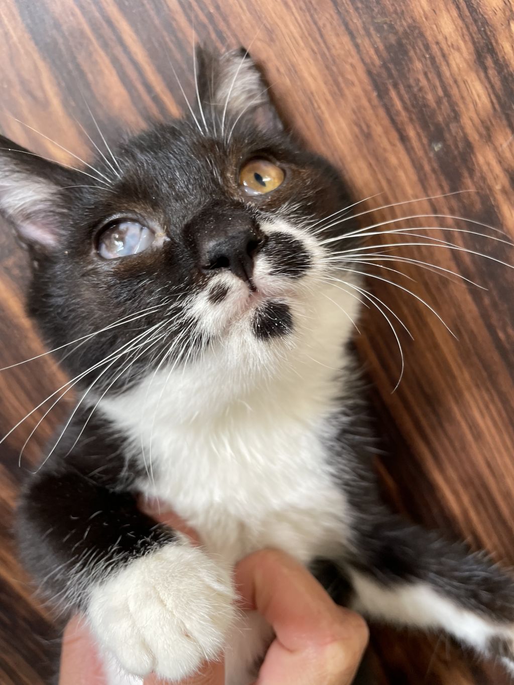 https://s3-ap-northeast-1.amazonaws.com/dev.ribbon-s3-jpn/image-pet-11154-20220103213521-0.jpeg
