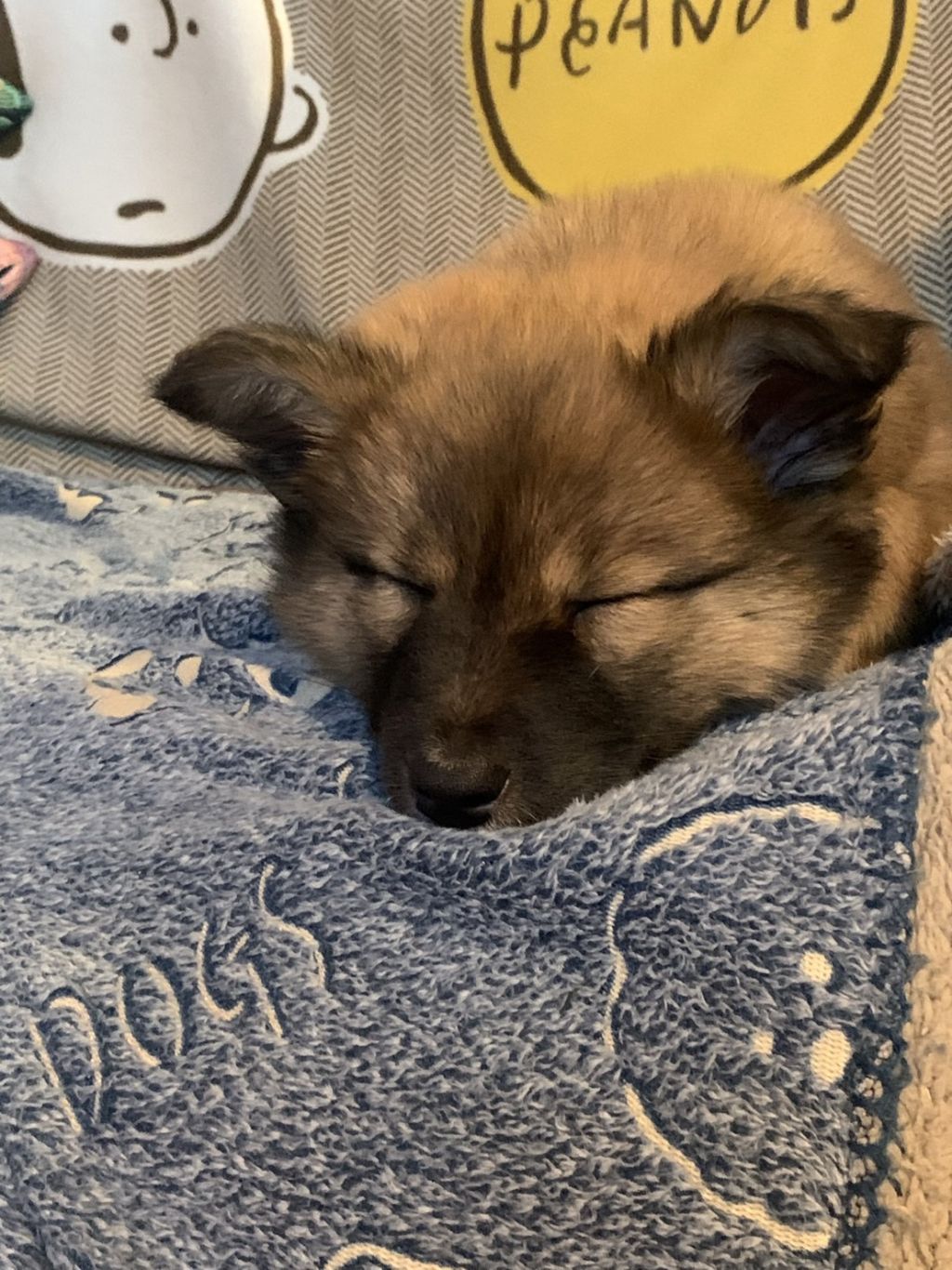 https://s3-ap-northeast-1.amazonaws.com/dev.ribbon-s3-jpn/image-pet-11162-20220108200214-0.jpeg
