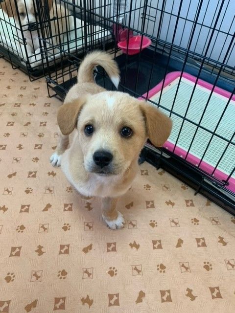 ラブラドールmix風の元気な男の子 バードくん 雑種 ミックス犬 Npo法人 わんずぺ す Wanspace 保護犬 保護猫の里親募集サイトならomusubi お結び