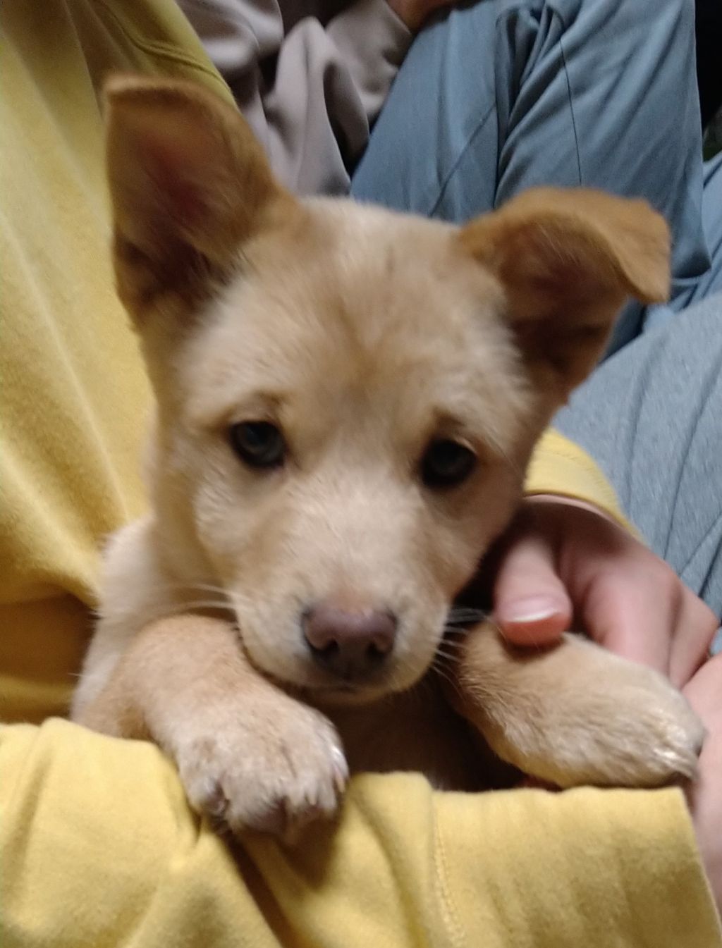 https://s3-ap-northeast-1.amazonaws.com/dev.ribbon-s3-jpn/image-pet-11181-20220106155144-0.jpeg