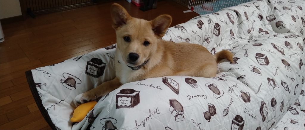 https://s3-ap-northeast-1.amazonaws.com/dev.ribbon-s3-jpn/image-pet-11197-20220117122744-0.jpeg