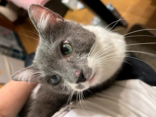 https://s3-ap-northeast-1.amazonaws.com/dev.ribbon-s3-jpn/image-pet-11204-20220107015154-0.jpeg