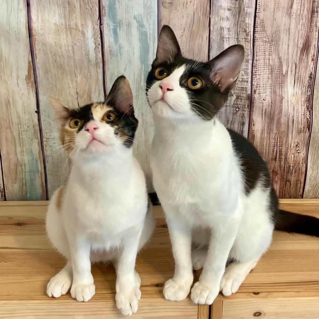 https://s3-ap-northeast-1.amazonaws.com/dev.ribbon-s3-jpn/image-pet-11209-20220306010022-0.jpeg