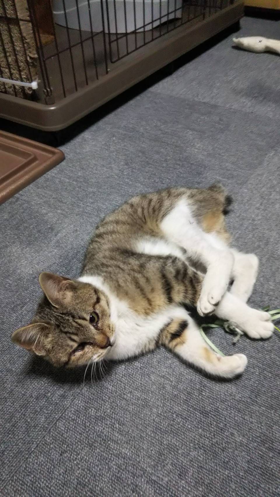 https://s3-ap-northeast-1.amazonaws.com/dev.ribbon-s3-jpn/image-pet-11212-20220107150656-0.jpeg