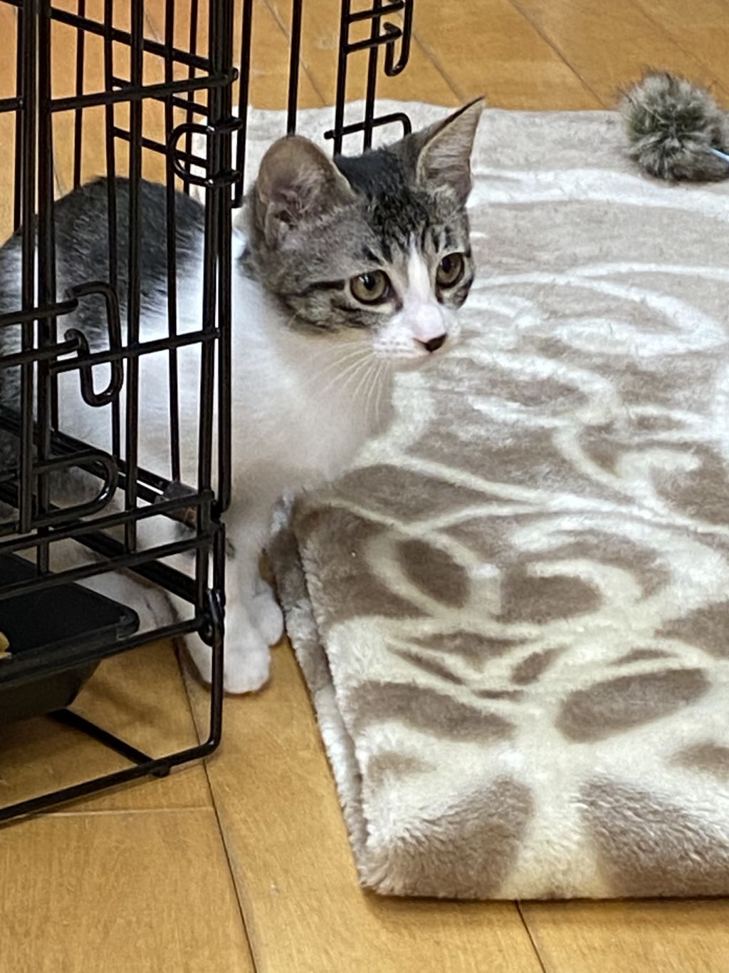 https://s3-ap-northeast-1.amazonaws.com/dev.ribbon-s3-jpn/image-pet-11221-20220108170751-0.jpeg