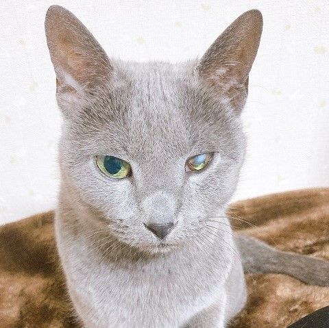 甘えん坊で人間大好きなロシアンブルー マリブちゃん ロシアンブルー ちばわん 保護犬 保護猫の里親募集サイトならomusubi お結び 甘えん坊で人間大好きなロシアンブルー マリブちゃん ロシアンブルー ちばわん 保護犬 保護猫の里親募集サイトならomusubi お結び