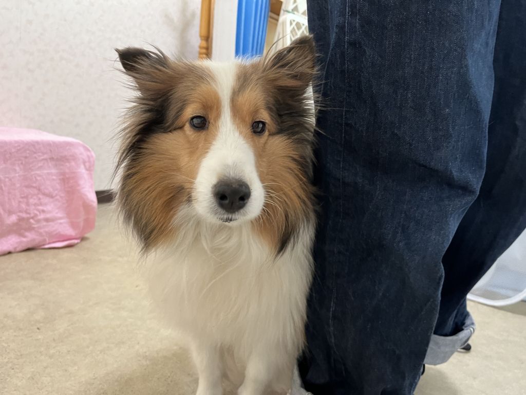 クリーム シェルティ シェットランド シープドッグ Npo法人セブンデイズ 保護犬 保護猫の里親募集サイトならomusubi お結び