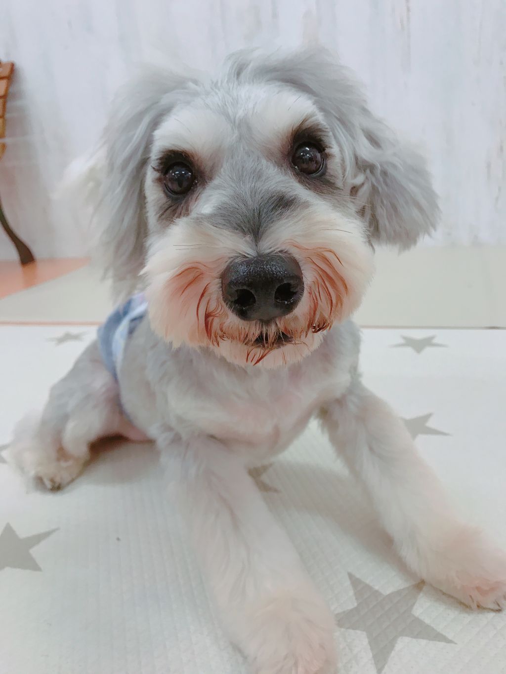 https://s3-ap-northeast-1.amazonaws.com/dev.ribbon-s3-jpn/image-pet-11321-20220117152107-0.jpeg