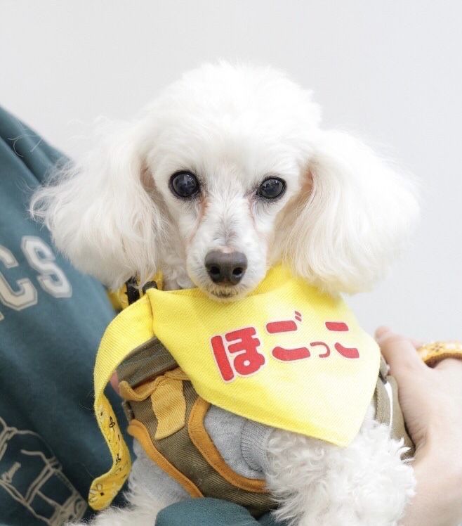 https://s3-ap-northeast-1.amazonaws.com/dev.ribbon-s3-jpn/image-pet-11349-20220118222256-0.jpeg