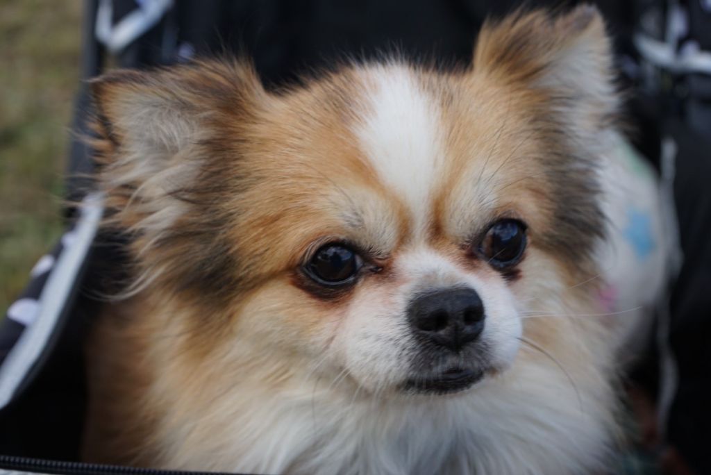 https://s3-ap-northeast-1.amazonaws.com/dev.ribbon-s3-jpn/image-pet-11353-20220118224534-0.jpeg