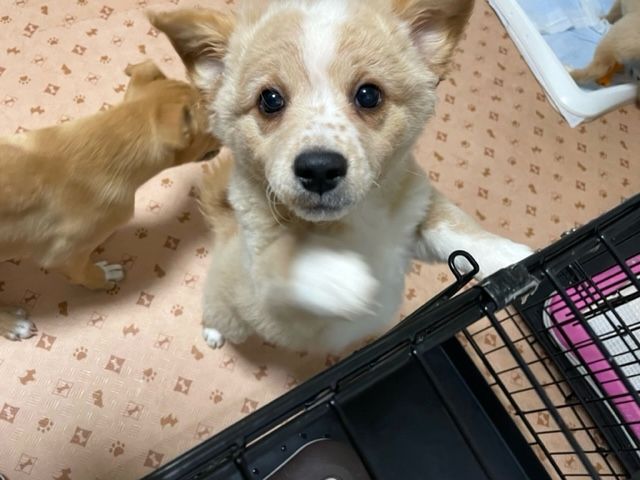 https://s3-ap-northeast-1.amazonaws.com/dev.ribbon-s3-jpn/image-pet-11355-20220127183012-0.jpeg