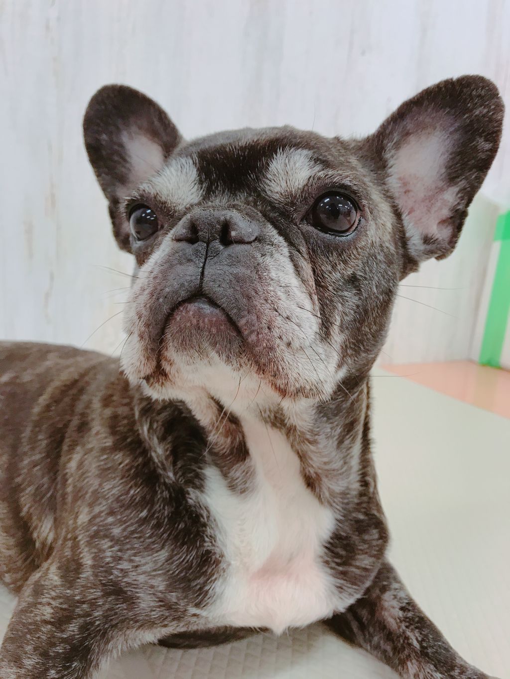 https://s3-ap-northeast-1.amazonaws.com/dev.ribbon-s3-jpn/image-pet-11359-20220119135936-0.jpeg