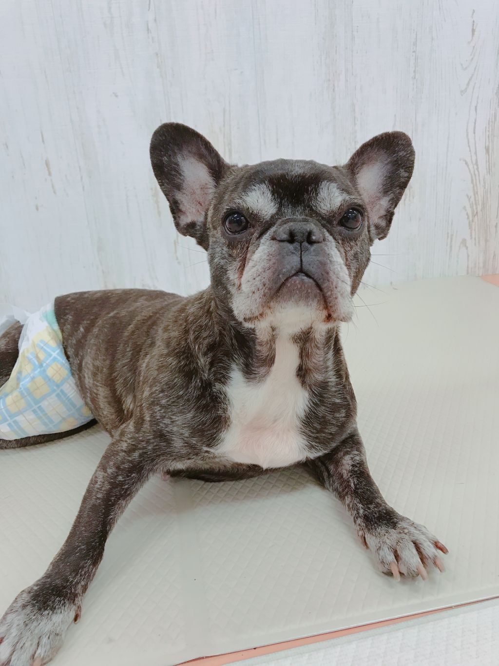 人も犬も大好き とっても良い子です フレンチ ブルドッグ Npo法人 Wonderful Dogs 保護犬 保護猫の里親募集サイトならomusubi お結び