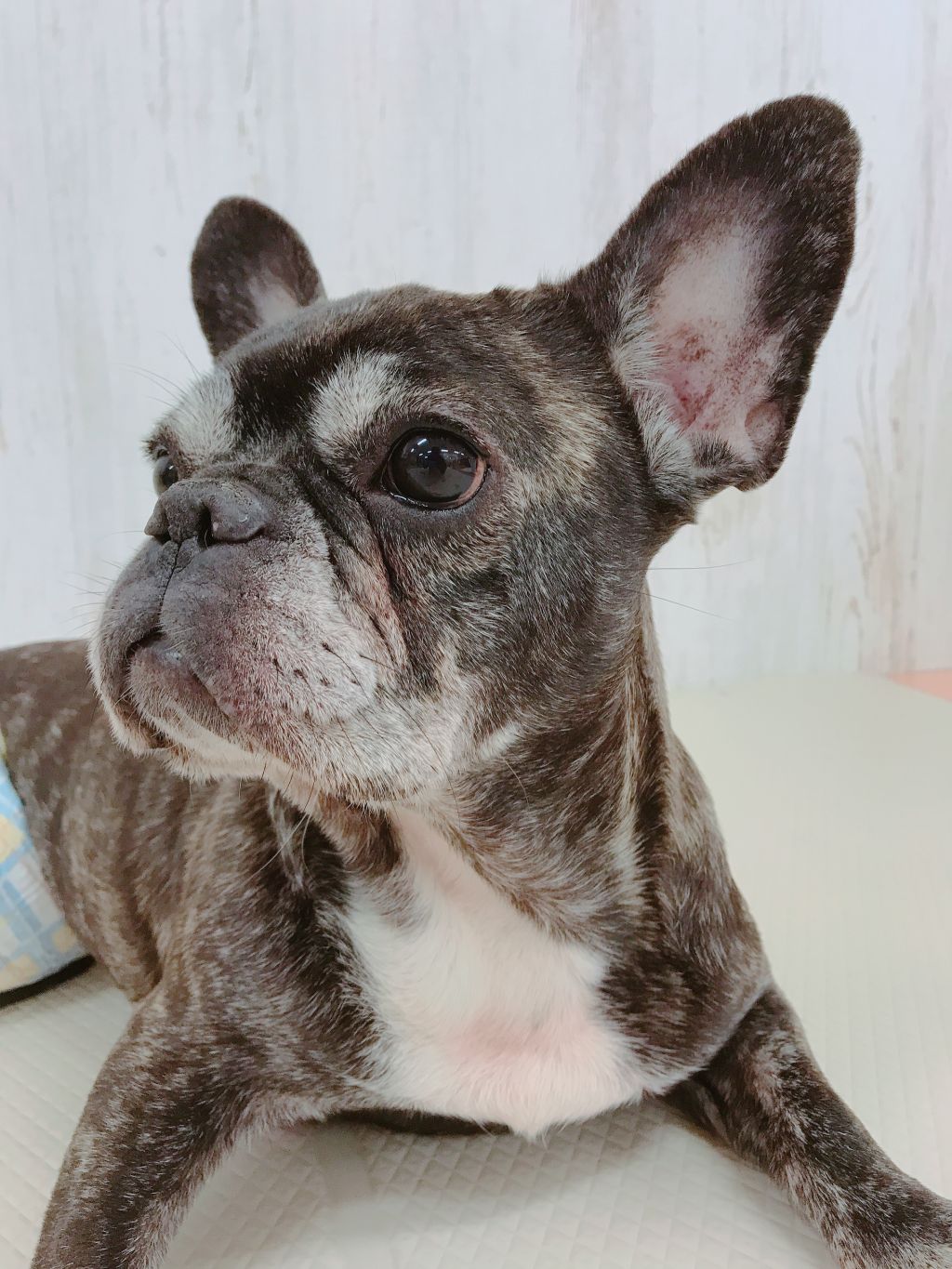 人も犬も大好き とっても良い子です フレンチ ブルドッグ Npo法人 Wonderful Dogs 保護犬 保護猫の里親募集サイトならomusubi お結び