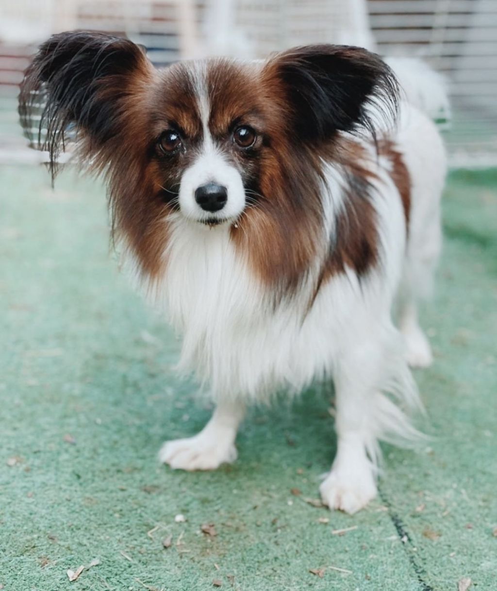 元気いっぱいな女の子 パピヨン ドッグキャットレスキュー アネラ 保護犬 保護猫の里親募集サイトならomusubi お結び