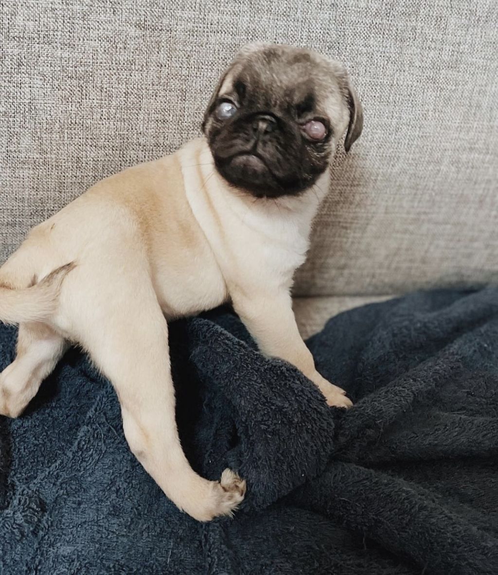 元気いっぱいな男の子 パグ ドッグキャットレスキュー アネラ 保護犬 保護猫の里親募集サイトならomusubi お結び