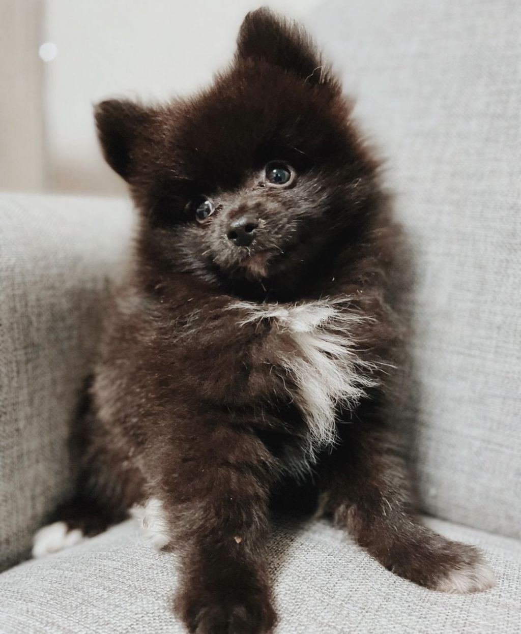 元気いっぱいな男の子 ポメラニアン ドッグキャットレスキュー アネラ 保護犬 保護猫の里親募集サイトならomusubi お結び