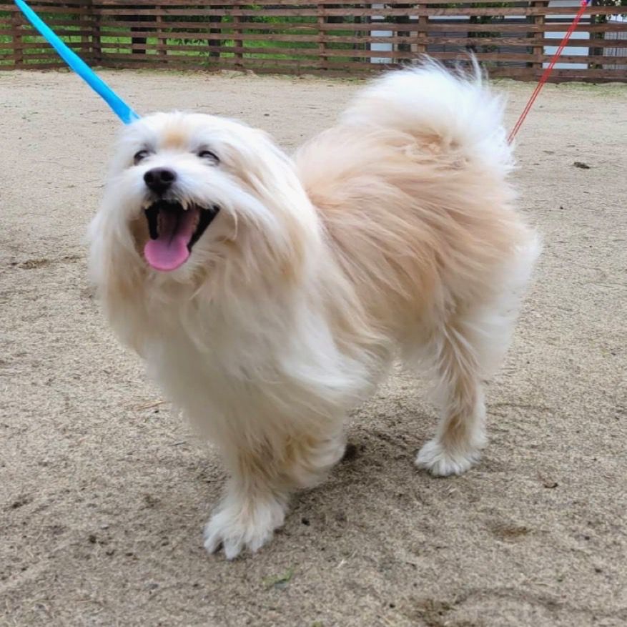 甘えん坊で人も犬も大好きなやちおくん 雑種 ミックス犬 特定非営利活動法人アグリドッグレスキュー 保護犬 保護猫の里親 募集サイトならomusubi お結び