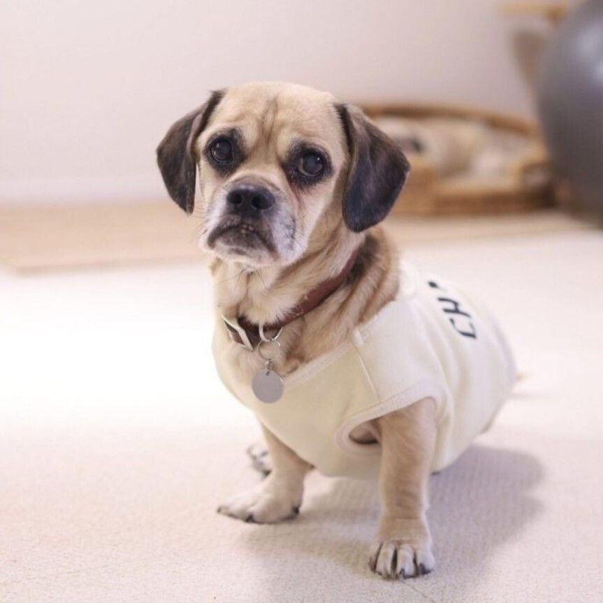 完璧な仲間を作る17のパグミックス