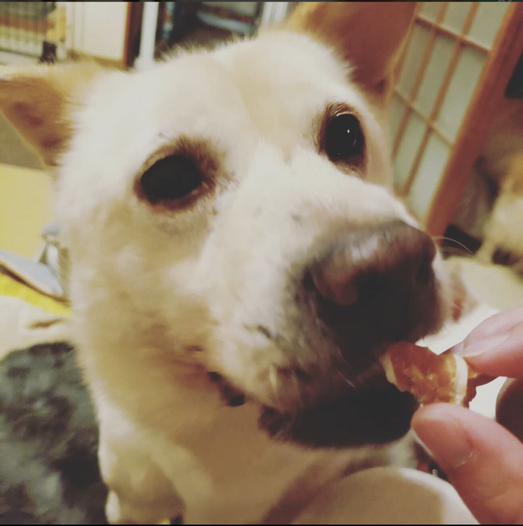 https://s3-ap-northeast-1.amazonaws.com/dev.ribbon-s3-jpn/image-pet-11514-20220202132028-0.jpeg