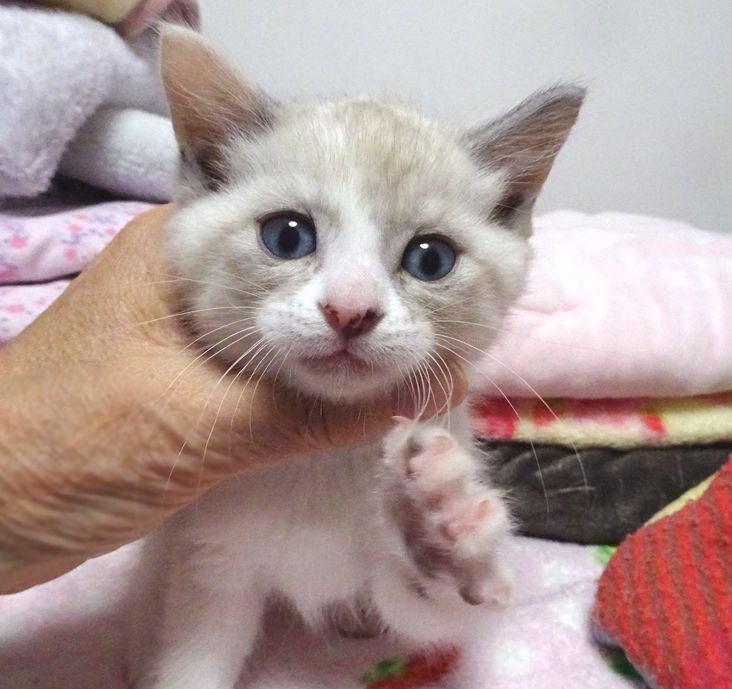 なれなれ 青い目のモネちゃん 1ヵ月半 雑種 ミックス猫 ゆめネコ譲渡会 保護犬 保護猫の里親募集サイトならomusubi お結び
