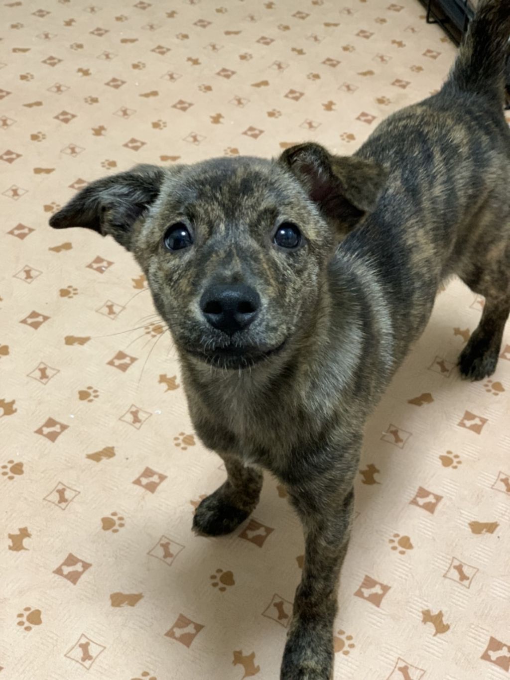 雑種犬 小型 里親