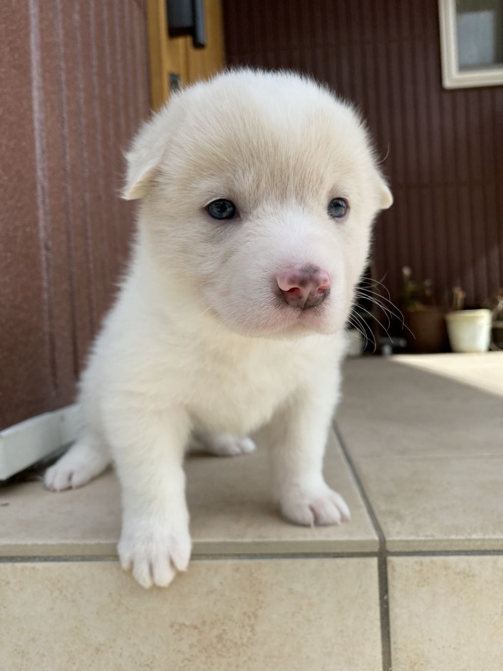 雑種犬 小型 里親