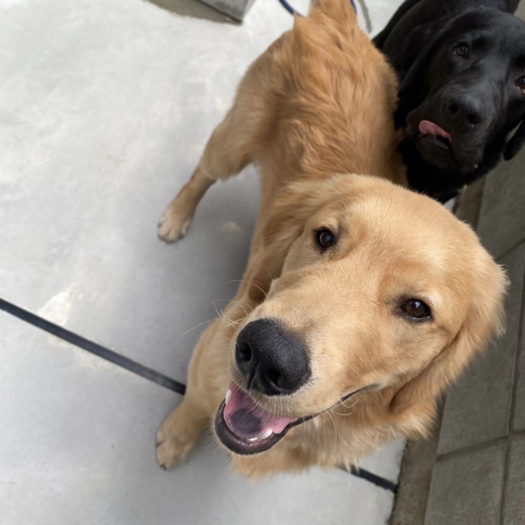 Lピンゴールデンレトリバーｂ ４７３ｌｐ ブランド買うならブランドオフ