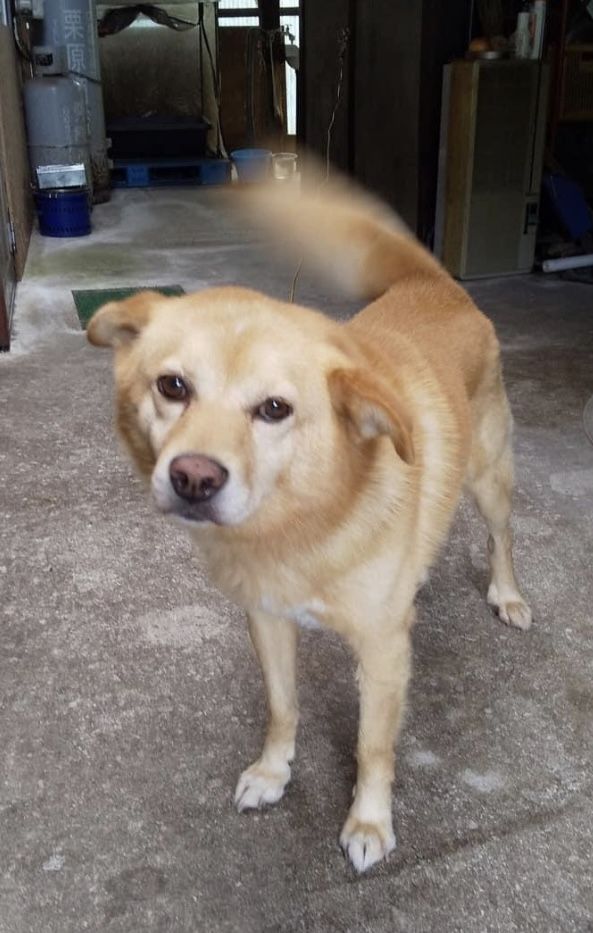 ずっとのおうちを待っています 雑種 ミックス犬 Step Dog Cat 保護犬 保護猫の里親募集サイトならomusubi お結び