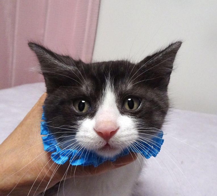 https://s3-ap-northeast-1.amazonaws.com/dev.ribbon-s3-jpn/image-pet-11725-20220212153503-0.jpeg