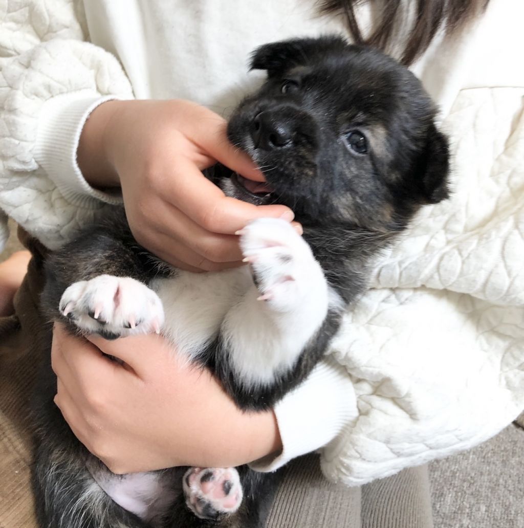 元気いっぱい 好奇心旺盛な女の子 雑種 ミックス犬 特定非営利活動法人アグリドッグレスキュー 保護犬 保護猫の里親 募集サイトならomusubi お結び