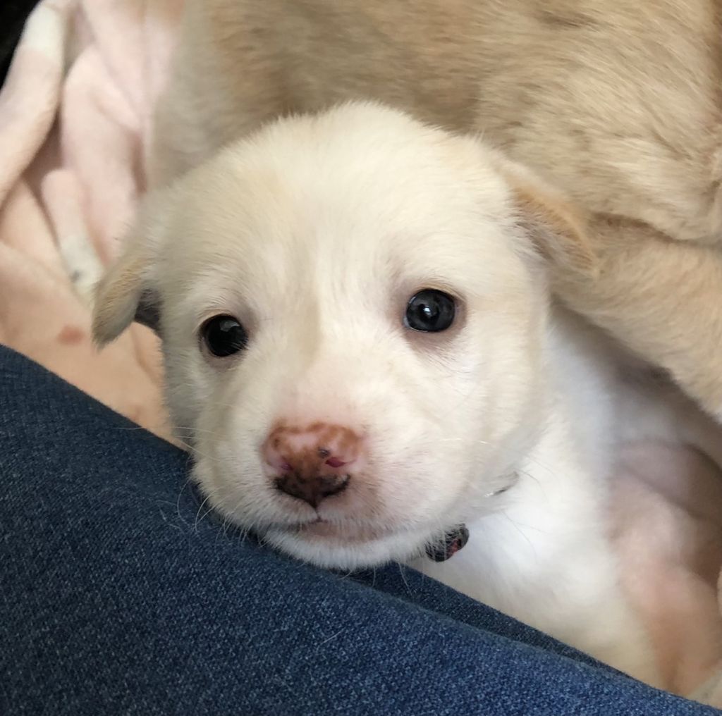 負けず嫌いで少し気分屋さんの女の子 雑種 ミックス犬 特定非営利活動法人アグリドッグレスキュー 保護犬 保護猫の里親 募集サイトならomusubi お結び