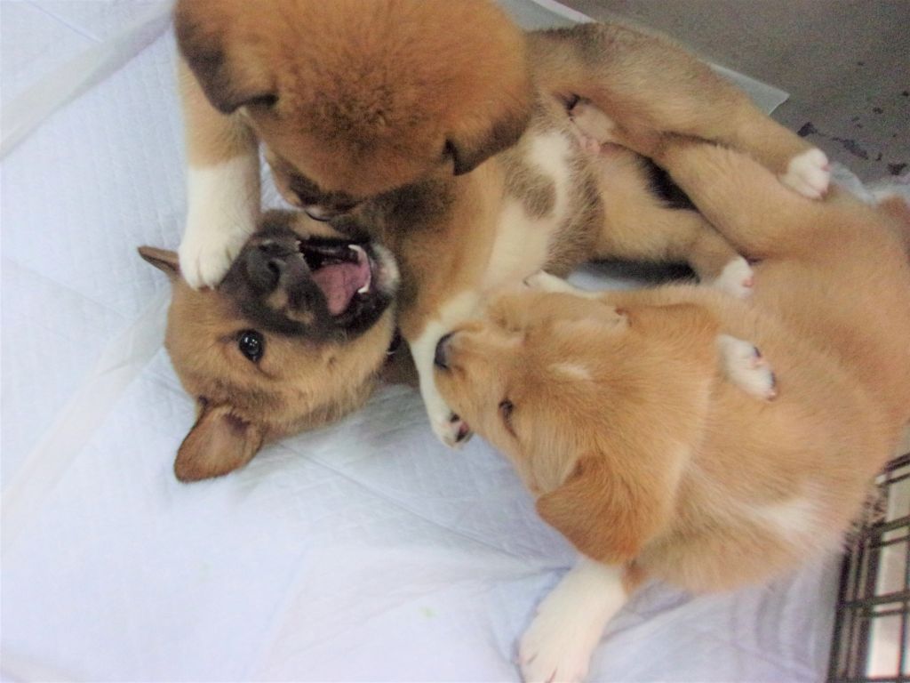 image-4