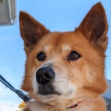 子供も大好き 穏やかで優しい男の子 雑種 ミックス犬 ちばわん 保護犬 保護猫の里親募集サイトならomusubi お結び