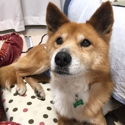 子供も大好き 穏やかで優しい男の子 雑種 ミックス犬 ちばわん 保護犬 保護猫の里親募集サイトならomusubi お結び