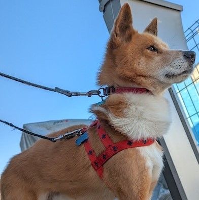 子供も大好き 穏やかで優しい男の子 雑種 ミックス犬 ちばわん 保護犬 保護猫の里親募集サイトならomusubi お結び
