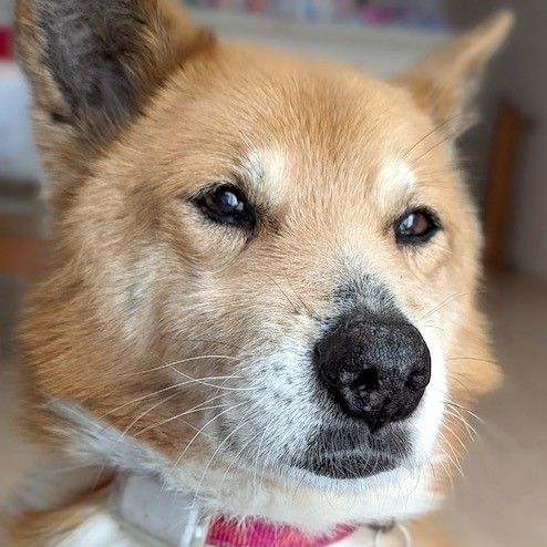 子供も大好き 穏やかで優しい男の子 雑種 ミックス犬 ちばわん 保護犬 保護猫の里親募集サイトならomusubi お結び