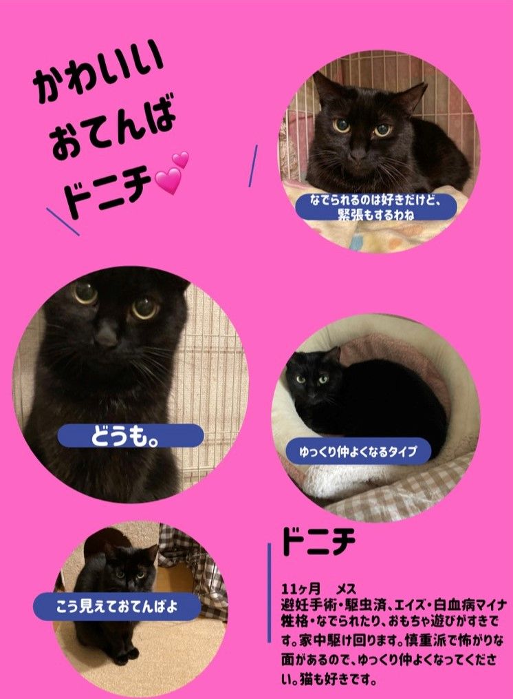 黒猫様♡ありがとうございます♡ SW SE😼 on X: 
