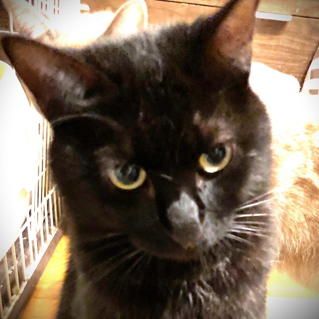 ふわふわの小柄な黒猫ちゃんです。あたたかい家庭を待っています