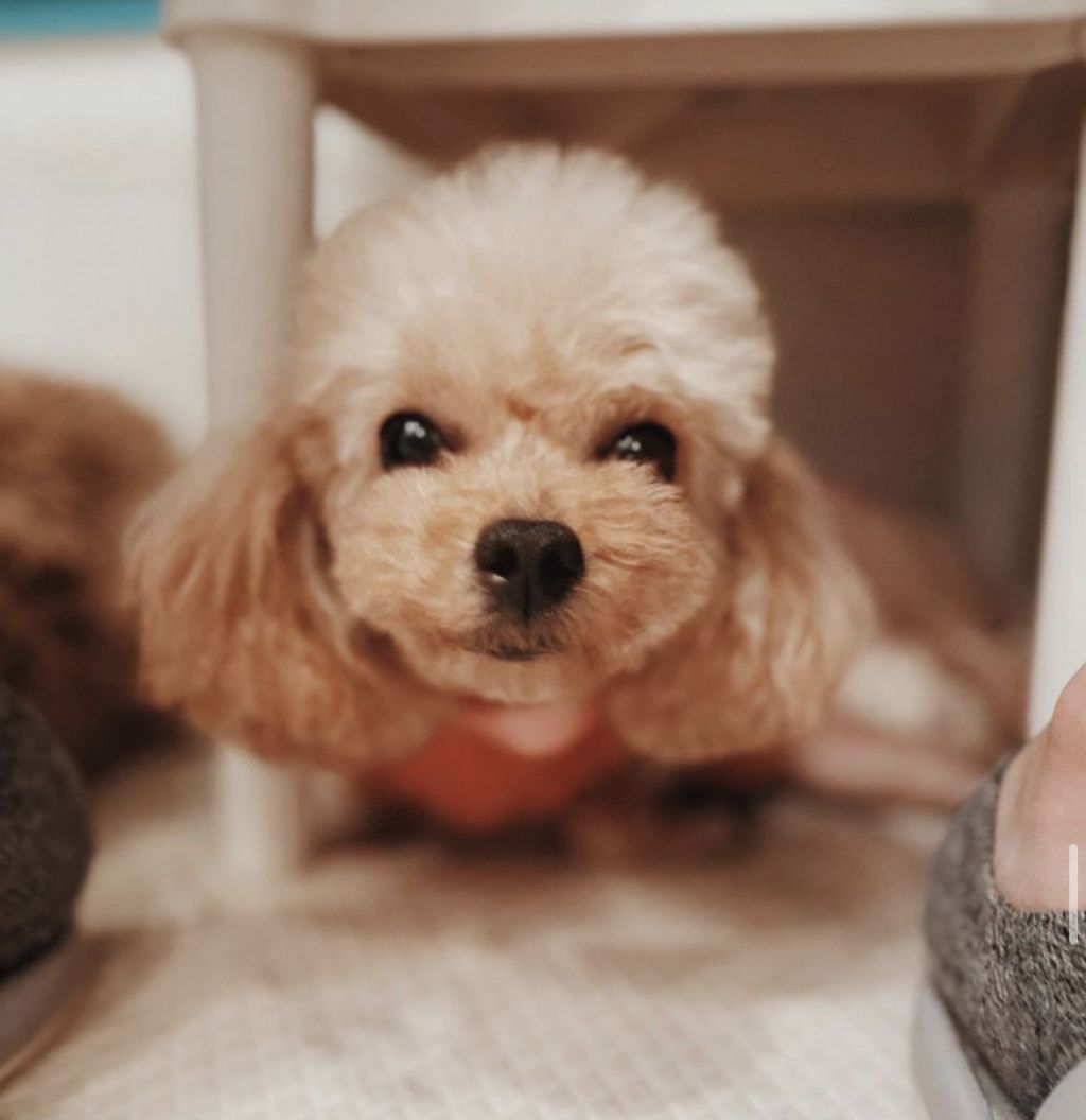 犬の里親募集情報 Omusubi 審査制の保護犬猫マッチングサイト