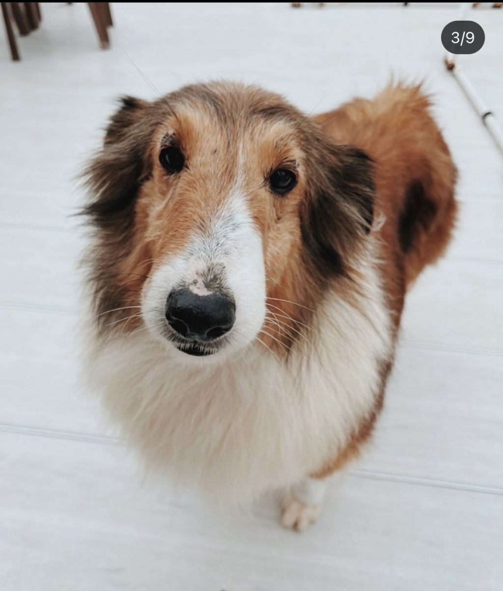 大型犬 犬の里親募集情報 Omusubi 審査制の保護犬猫マッチングサイト